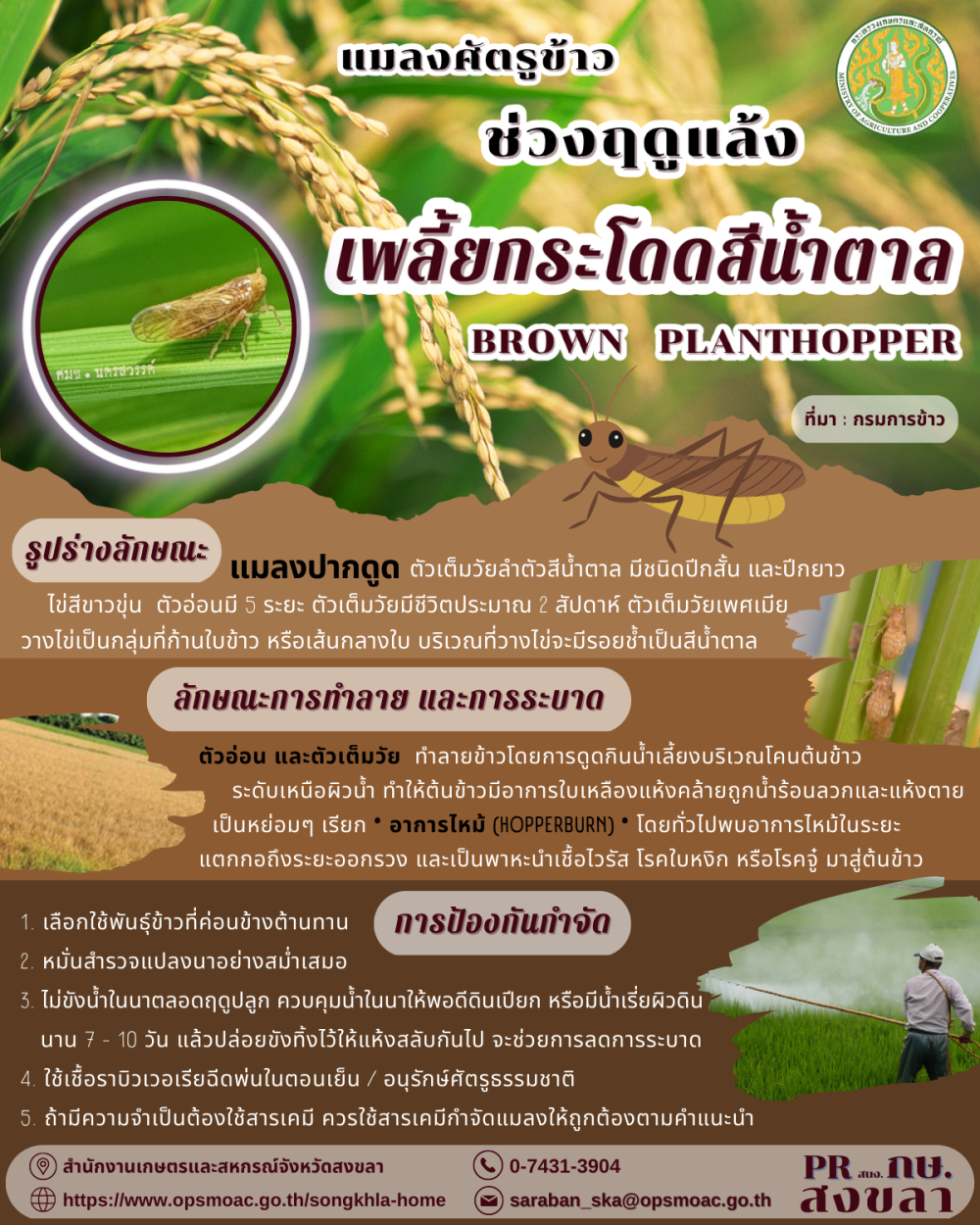 เพลี้ยกระโดดสีน้ำตาล