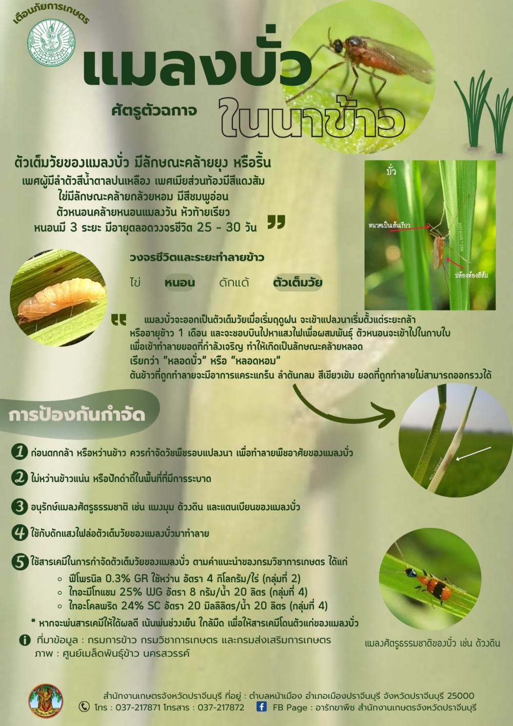 เตือนการระบาดศัตรูพืช แมลงบั่ว ศัตรูตัวฉกาจในนาข้าว