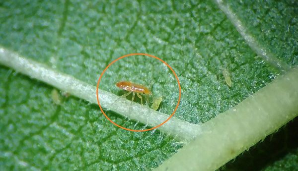 รู้จักกันหรือยังมวนห้ำเอ็กซีกูอัส”