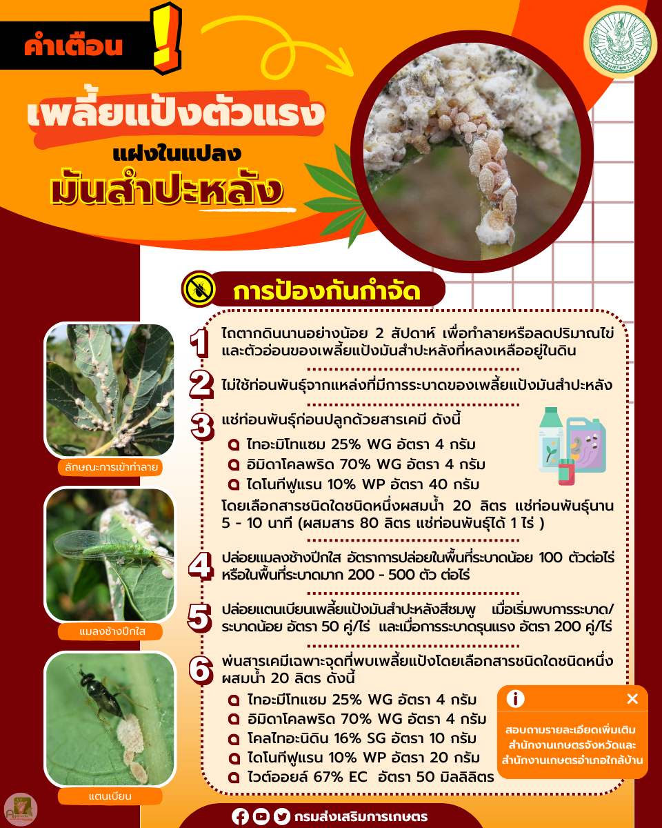 เพลี้ยแป้งตัวแรง แฝงในแปลงมันสำปะหลัง