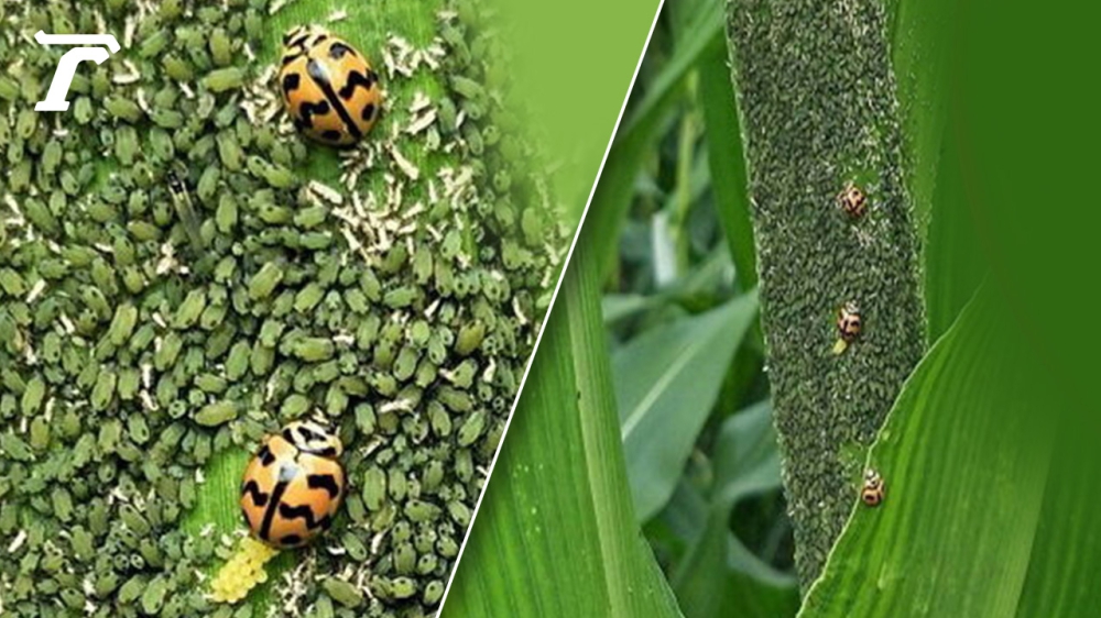 เตือนการเฝ้าระวัง