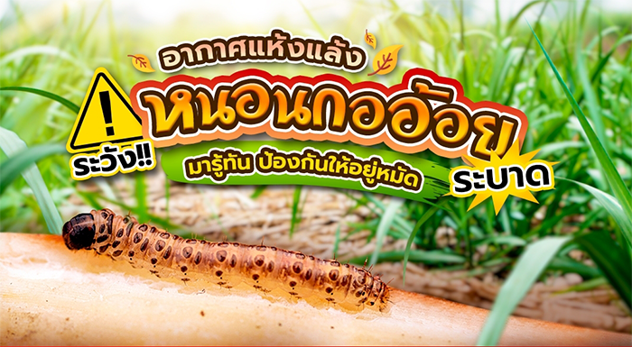 เตือนผู้ปลูกอ้อย ในระยะแตกกอ หนอนกออ้อย