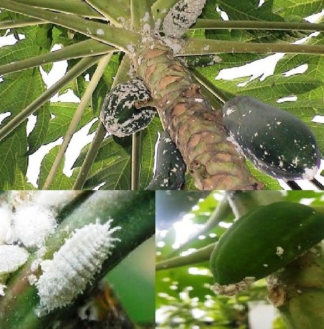 ระวัง เพลี้ยแป้ง ในมะละกอ.