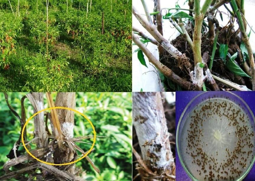 ระวัง โรครากเน่าและโคนเน่า (เชื้อรา Sclerotium rolfsii) ในพริก