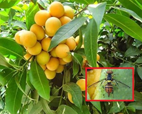 ระวัง แมลงวันผลไม้ ในมะปราง มะยงชิด