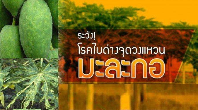 ระวัง โรคไวรัสจุดวงแหวน ในมะละกอ