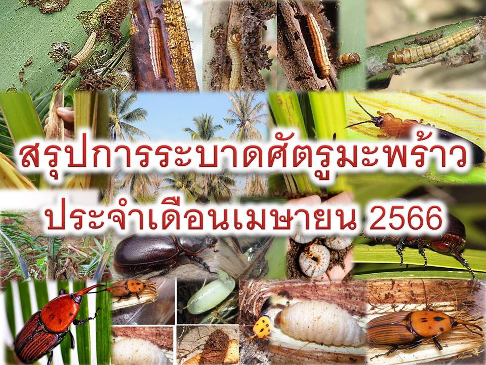ข้อมูลการระบาดแมลงศัตรูมะพร้าว ประจำเดือนเมษายน 2566