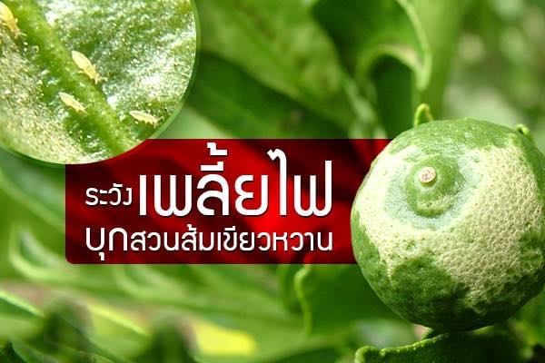 เพลี้ยไฟ