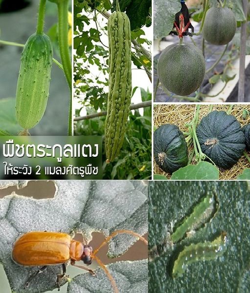 พืชตระกูลแตงให้ระวัง 2 แมลงศัตรูพืช