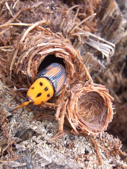 ด้วงงวงภัยมืดในสวนมะพร้าว