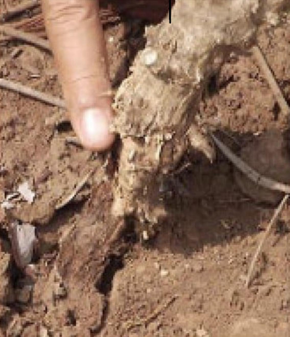 ฝนมาระวังรากเน่า..หัวเน่า ระบาดในไร่มันสำปะหลัง