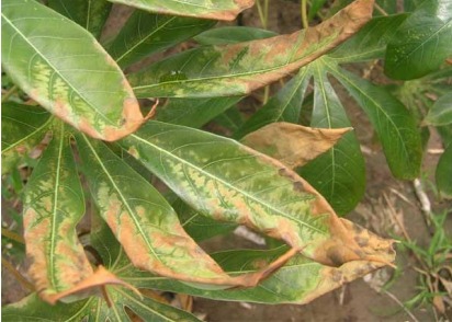 ระวังโรคใบไหม้(เชื้อแบคทีเรียXanthomonasaxonopodis