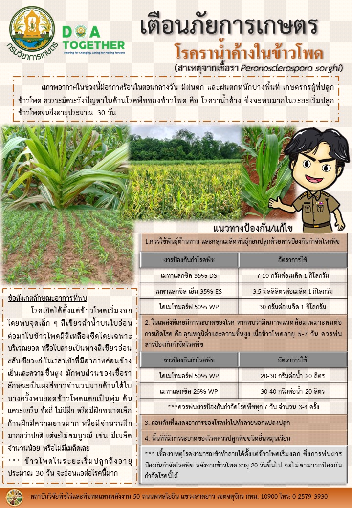 เตือนภัยการเกษตรเกษตรกรผู้ที่ปลูกข้าวโพด