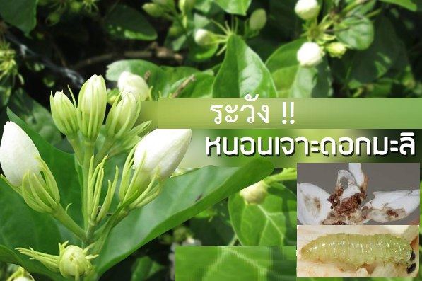 ระวัง! หนอนเจาะดอกมะลิ ในมะลิ
