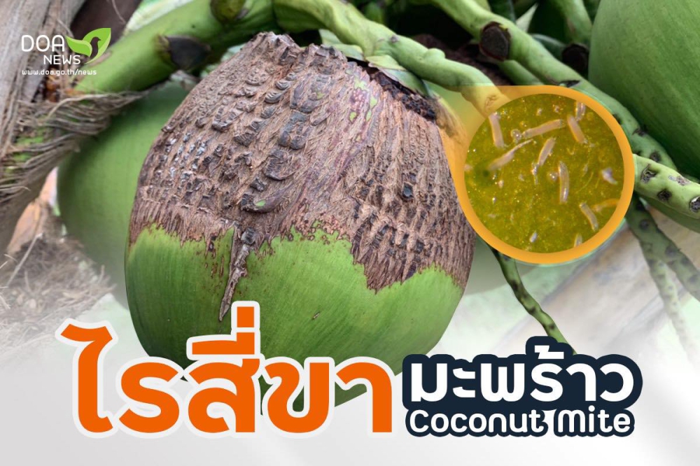 เตือนชาวสวนมะพร้าวรับศึกไรสี่ขาซุ่มระบาดช่วงแล้งฝนทิ้งช่วง