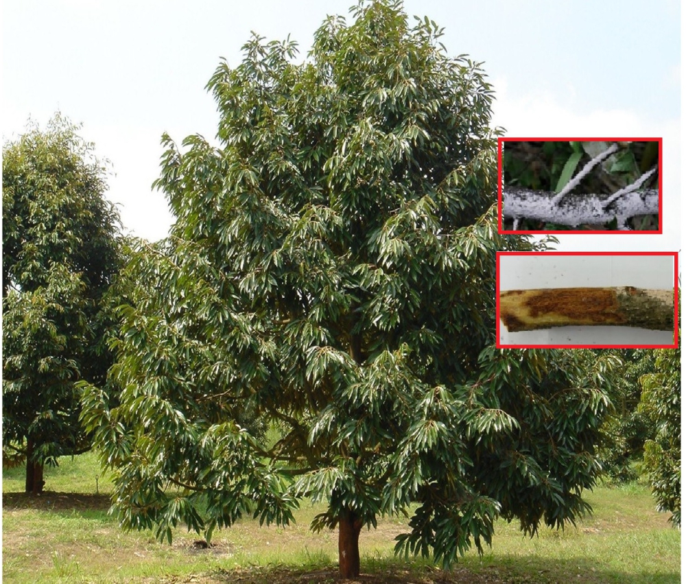 ระวัง โรคราสีชมพู (เชื้อรา Corticium salmonicolor) ในทุเรียน