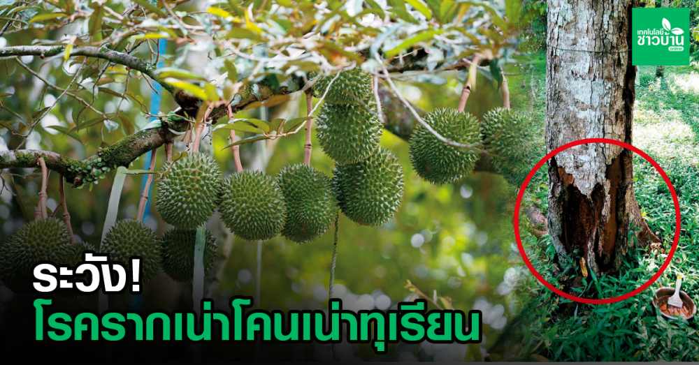 เตือนการเฝ้าระวัง