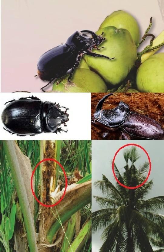 ระวัง ด้วงแรดมะพร้าว ในมะพร้าว ระบาด