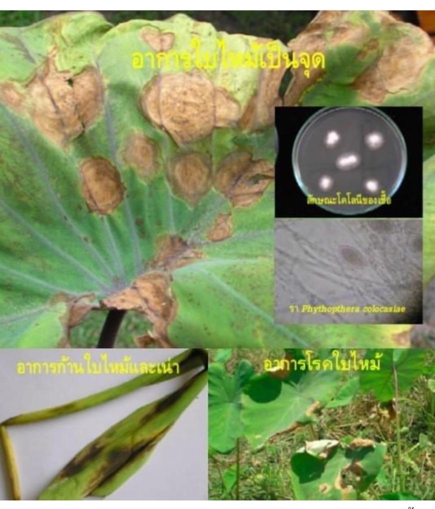 เตือนการเฝ้าระวัง