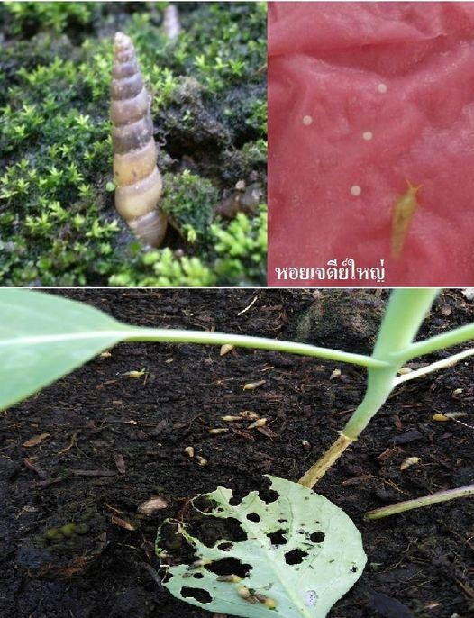 ระวังหอยทากบกได้แก่หอยเจดีย์เล็กหอยเจดีย์ใหญ่