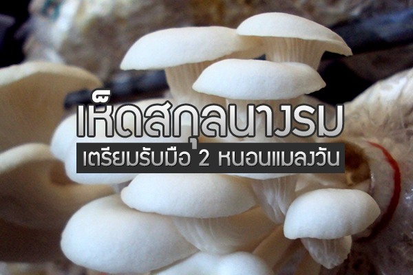 เห็ดนางรมระวังหนอนแมลงวัน
