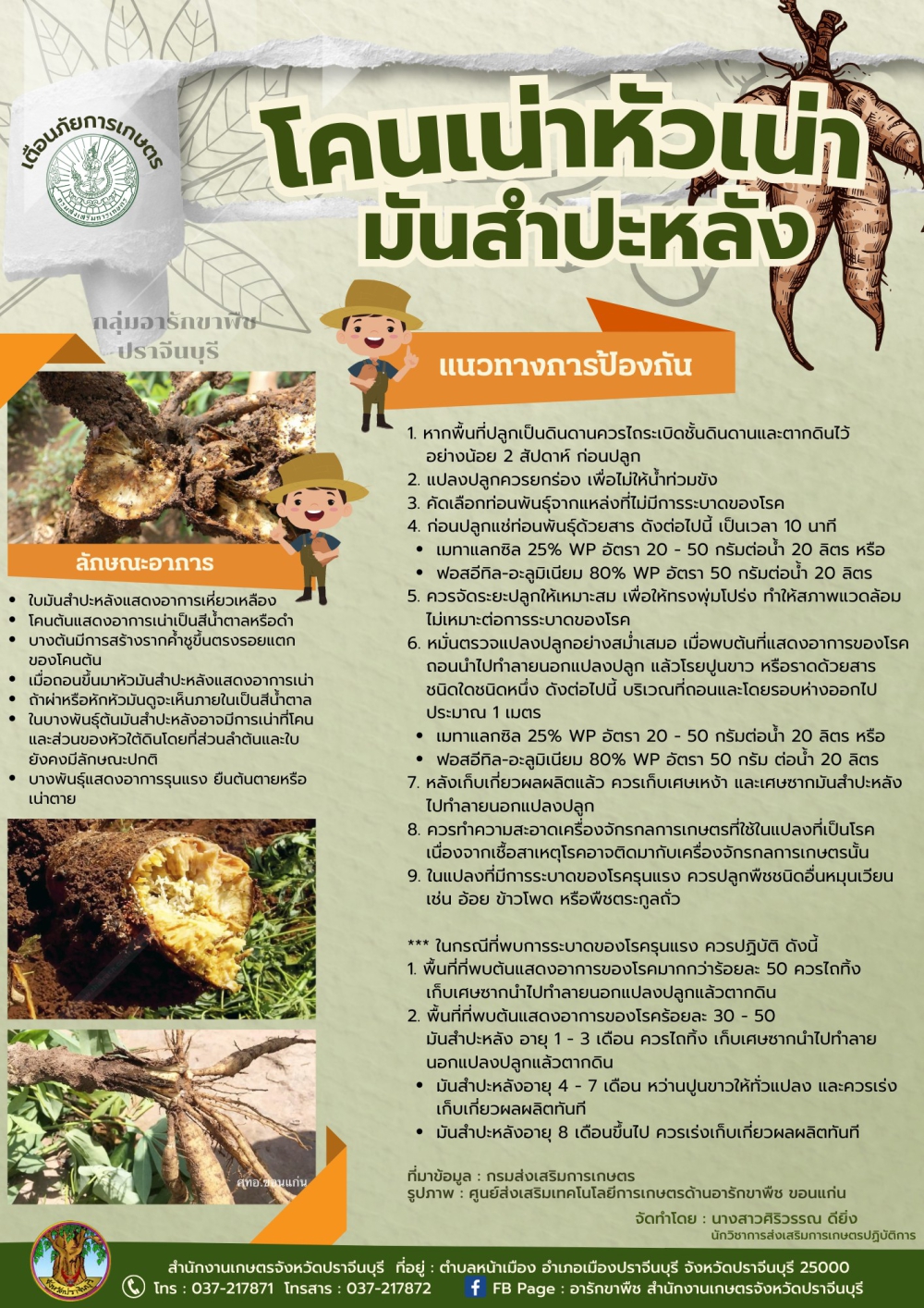 โคนเน่าหัวเน่ามันสำปะหลัง