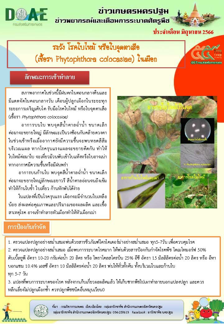 ระวังโรคใบไหม้หรือใบจุดตาเสือ(เชื้อรา