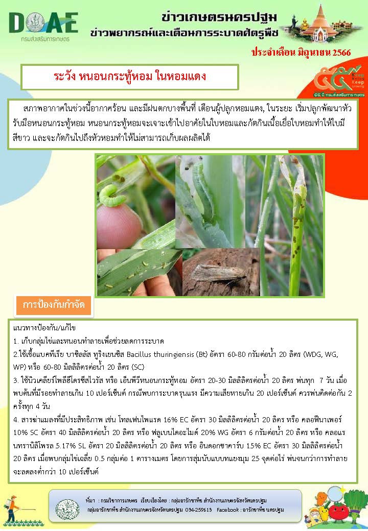 ระวัง หนอนกระทู้หอม ในหอมแดง