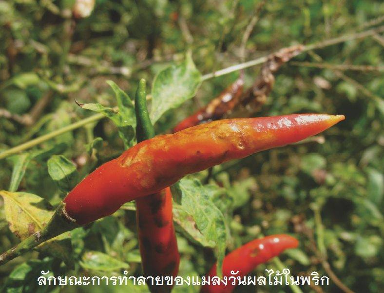 ระวัง เตรียมรับมือแมลงวันทองพริก ในพริก