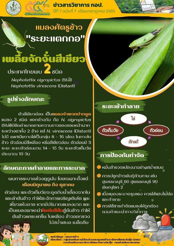 แมงศัตรูข้าว ระยะแตกกอ