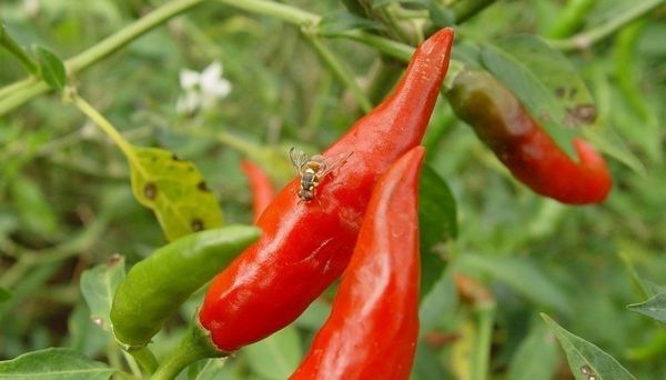 ระวัง ! แมลงวันทองพริก ในพริก