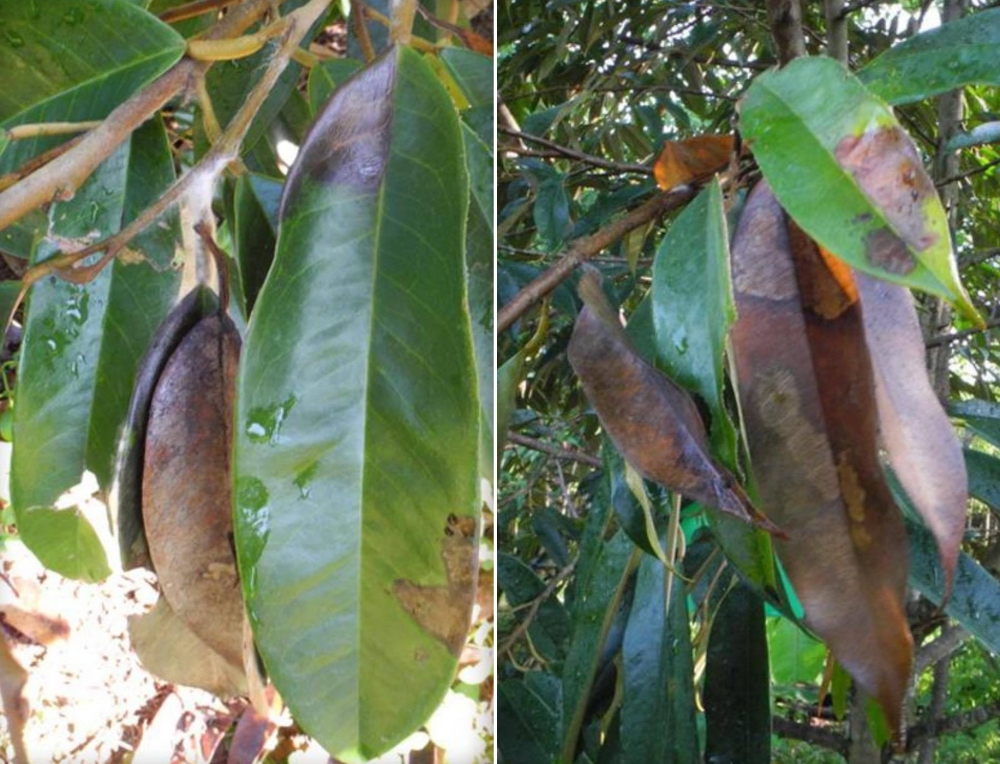 ระวัง โรคใบติด หรือใบไหม้ (เชื้อรา Rhizoctonia solani) ในทุเรียน