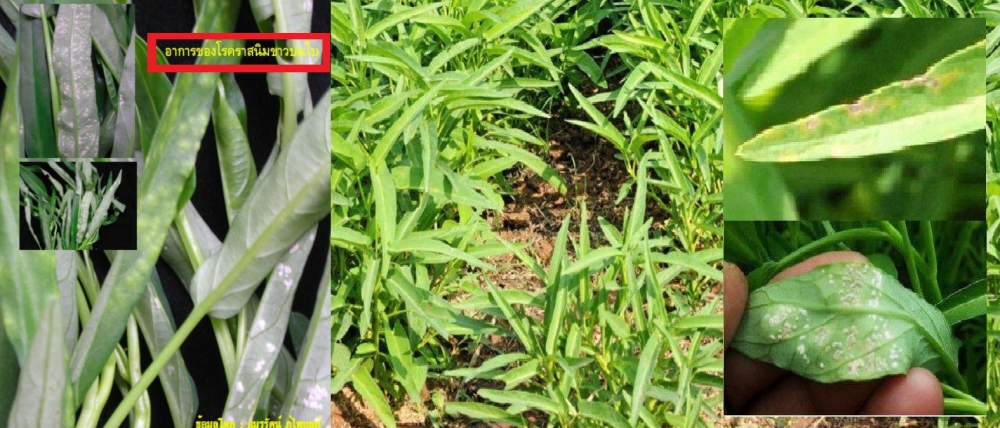 โรคราสนิมขาว