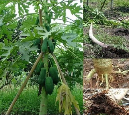 ระวัง!! โรครากเน่า และโคนเน่า ในมะละกอ