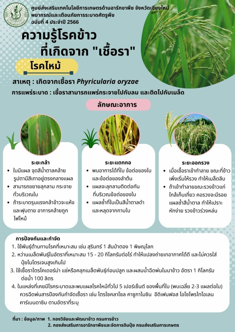 ความรู้โรคข้าวที่เกิดจาก “เชื้อรา” โรคไหม้