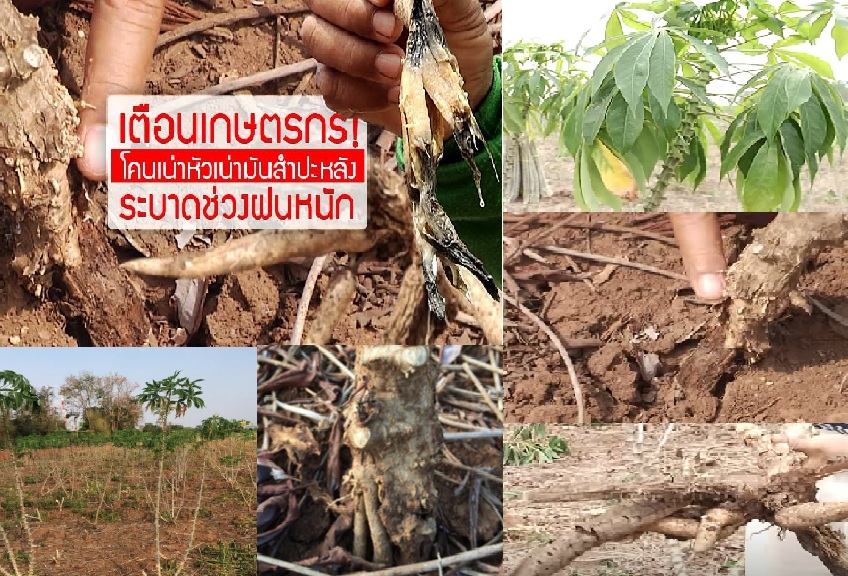 ระวังโรคโคนเน่าหัวเน่า(เชื้อราPhytophthoramelonis)