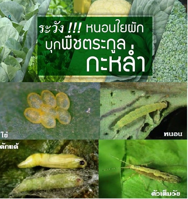 เตือนการเฝ้าระวัง