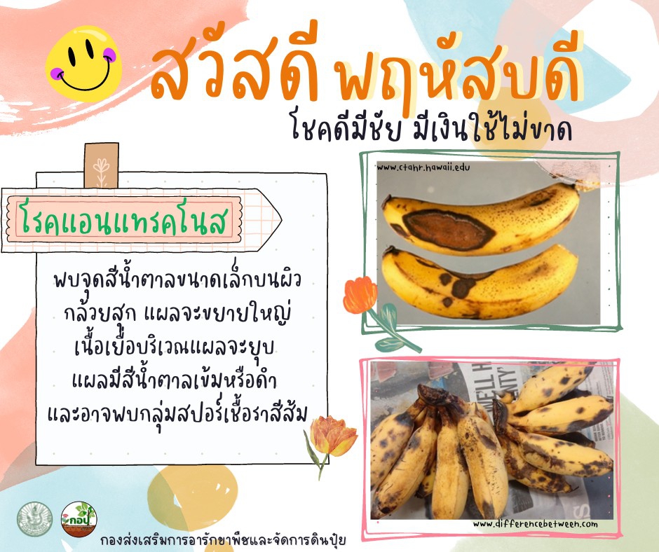 เตือนระวัง โรคแอนแทรคโนส ในกล้วย