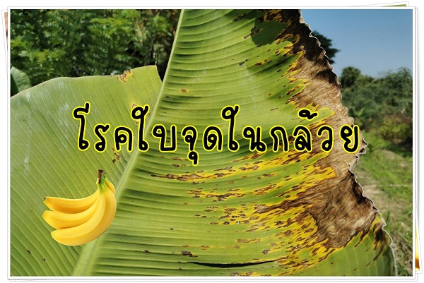 เตือนการเฝ้าระวัง