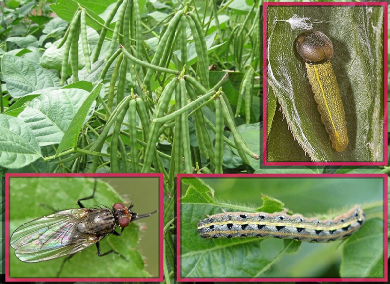 เตือนการเฝ้าระวัง