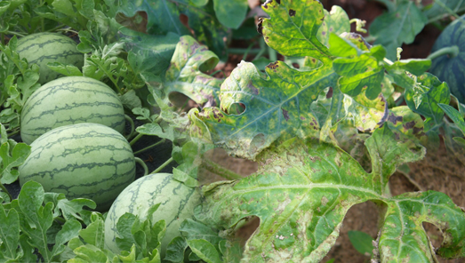 เตือนการเฝ้าระวัง