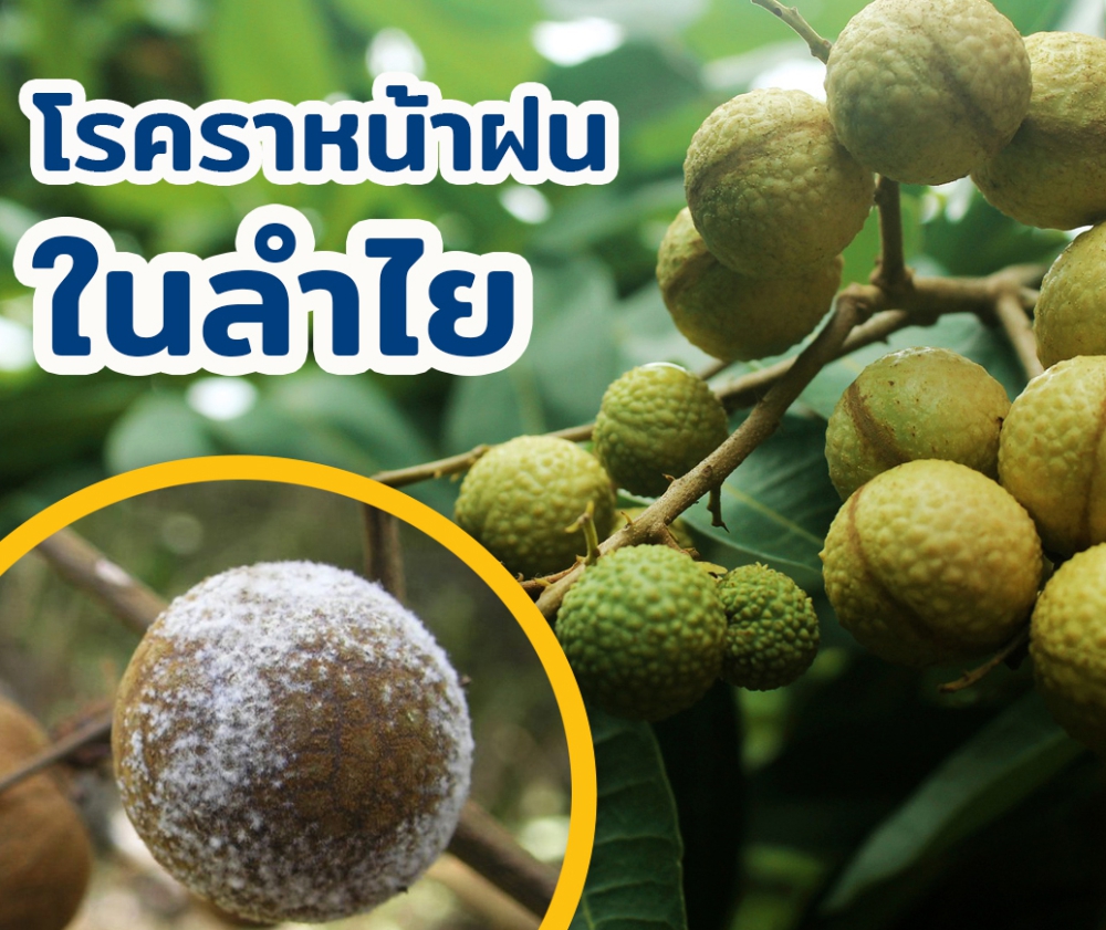 เตือนชาวสวนลำไยช่วงติดผลให้ระวังราน้ำฝนทำลายผลผลิต