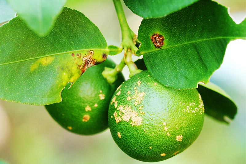 โรคแคงเกอร์พืชตระกูลส้ม” (แบคทีเรีย Xanthomonas citri subsp.citri)