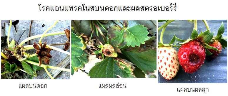 เตือนการเฝ้าระวัง