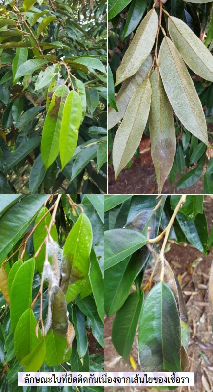ระวัง โรคใบติด หรือใบไหม้ (เชื้อรา Rhizoctonia solani) ในทุเรียน
