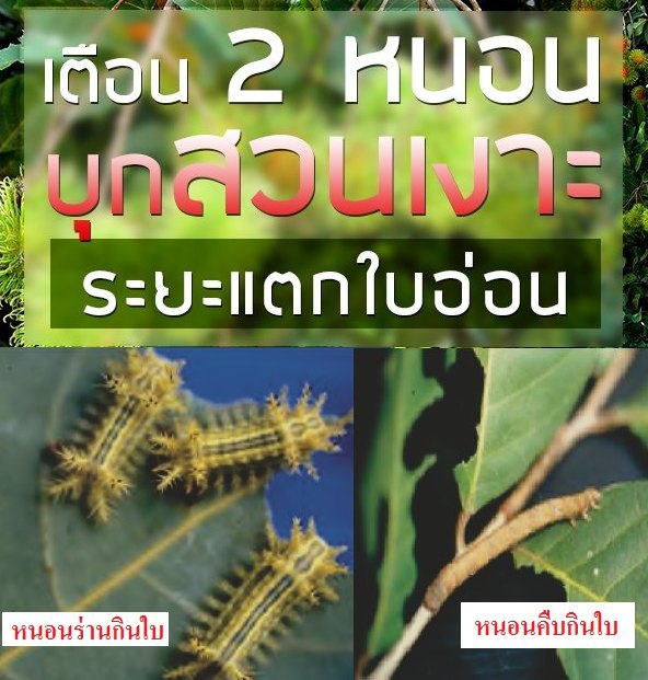 เกษตรกรระวัง หนอนบุกสวนเงาะระยะแตกใบอ่อน