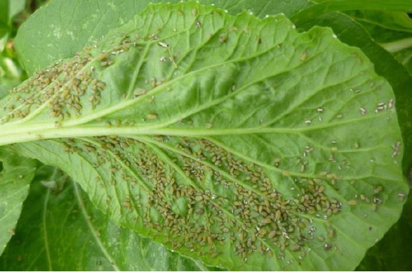 ระวัง เพลี้ยอ่อน ในผักตระกูลกะหล่ำและผักกาด