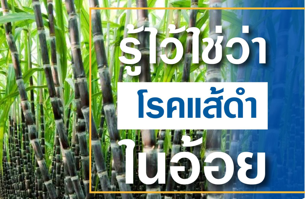 เตือนการเฝ้าระวังโรคแส้ดำในอ้อย ประจำเดือนตุลาคม 2566
