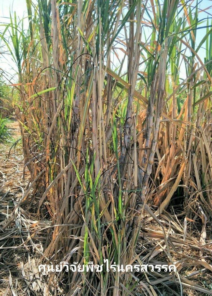 ระวังโรคแส้ดำในอ้อย