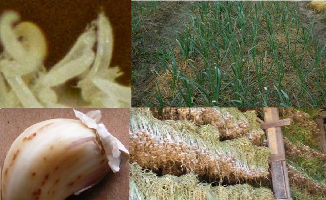 ระวัง ไรกระเทียม ในกระเทียม